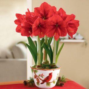 Red Lion Amaryllis are famous for their vibrant color a full blooms.