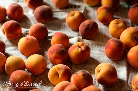 Oregold Peaches for Canning   Canning Peaches   Harry & David