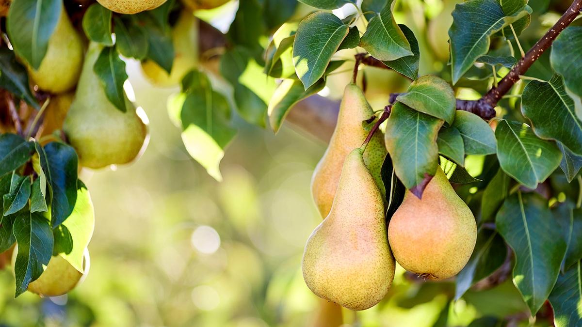 royal riviera pears history on tree