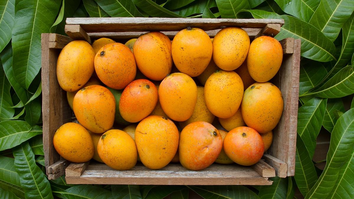 Article Cards Featured Image Mangoes tropical fruit in wooden basket on green leaf background