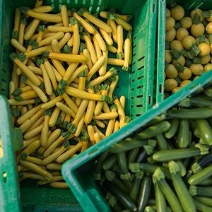 summer squash