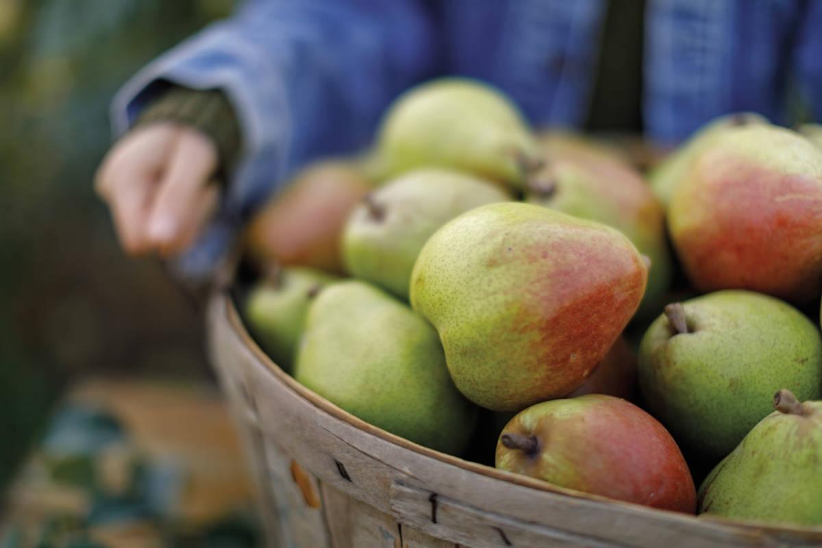 Article Cards Featured Image Basket of Royal Riviera Pears