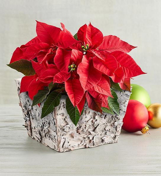 Christmas decorations with a poinsettia next to ornaments.