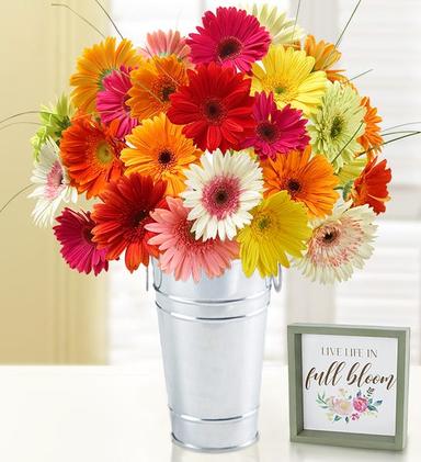 happy gerbera daisies