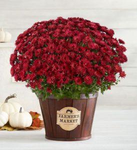 A photo of november birthdays chrysanthemums