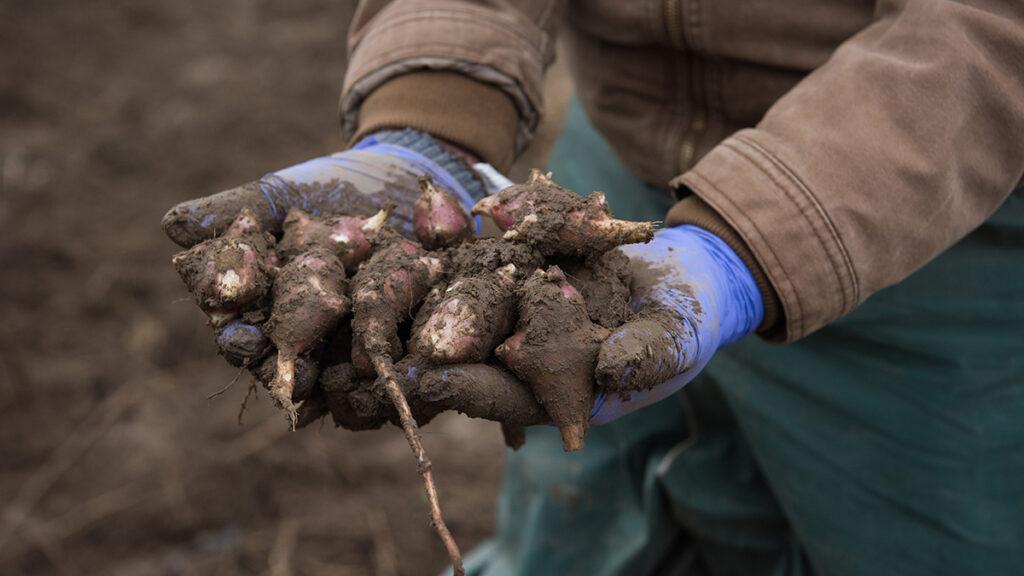 Jerusalem artichokes held in hands.