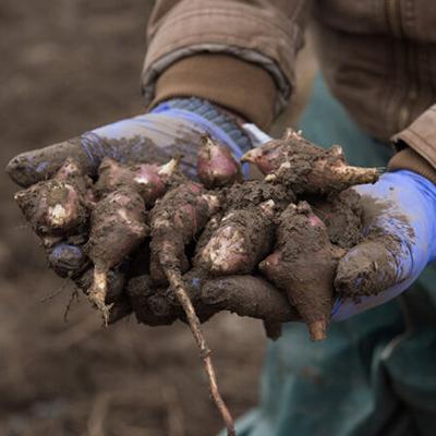 jerusalem artichokes guide