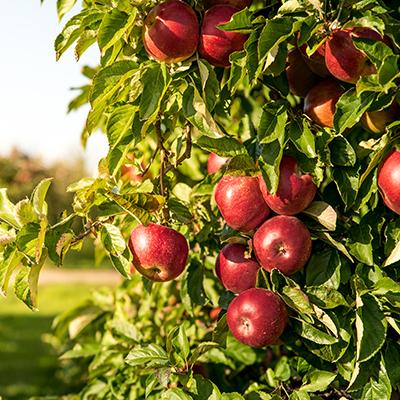 Bunch of organic red apples hanging on tree branches during sunr