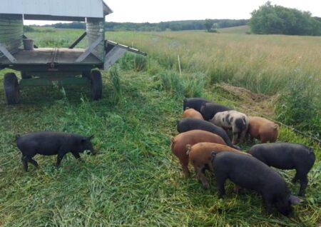 Responsibly raised pork, pigs feeding in field